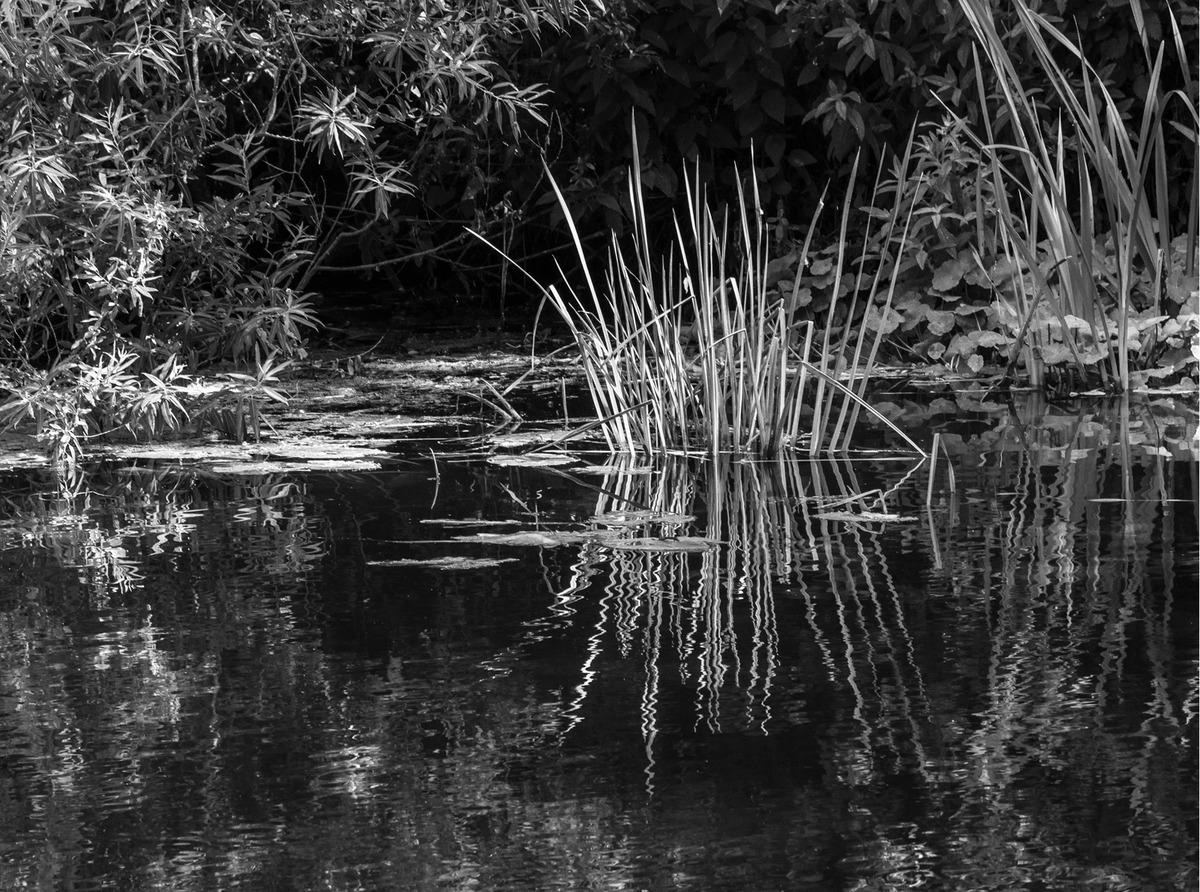 HC - Reeds by Val Johnston